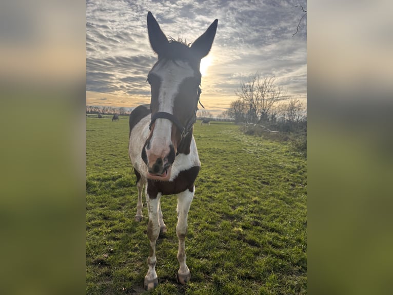 Pintos Mare 2 years 15,2 hh Pinto in Kalkar
