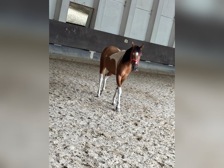 Pintos Mix Mare 2 years Brown in Kartitsch