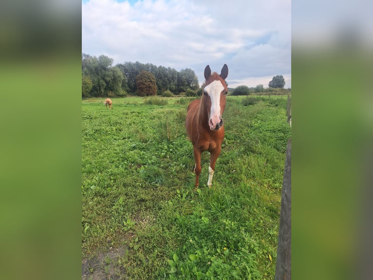 Pintos Mare 2 years Pinto in Ichenhausen