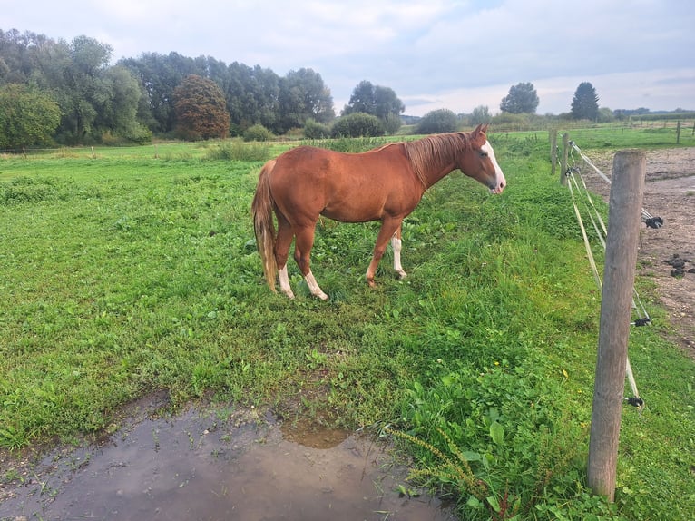 Pintos Mare 2 years Pinto in Ichenhausen
