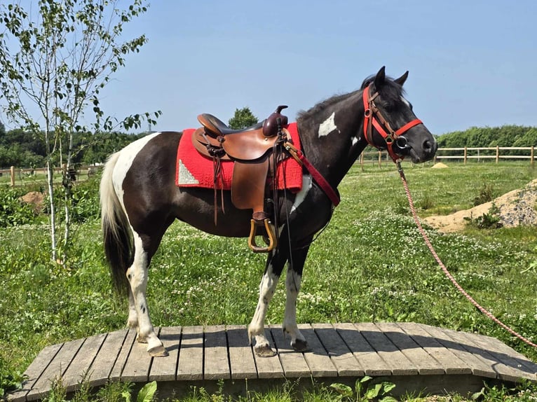 Pintos Mare 3 years 13,1 hh Pinto in Linkenbach