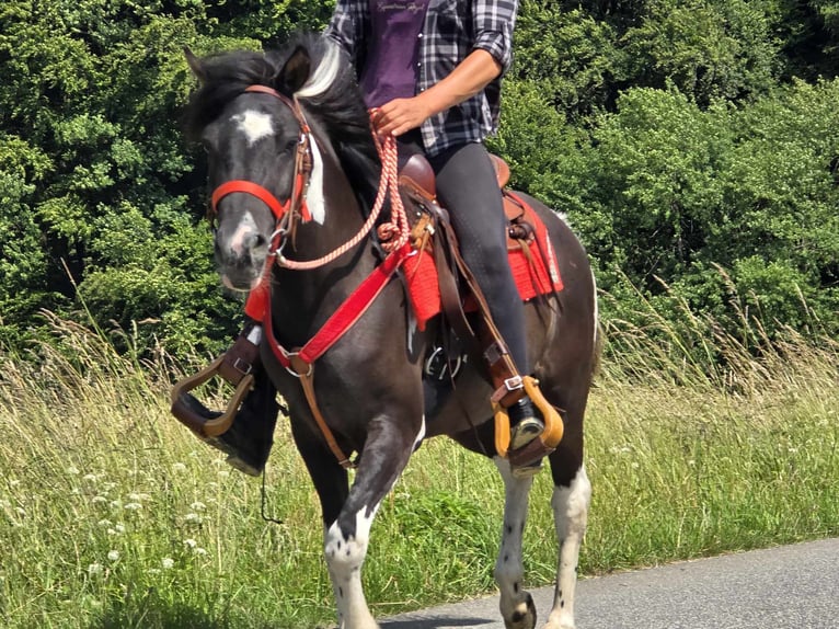 Pintos Mare 3 years 13,1 hh Pinto in Linkenbach