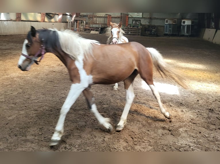 Pintos Mare 3 years 14.2 hh Pinto in Janneby