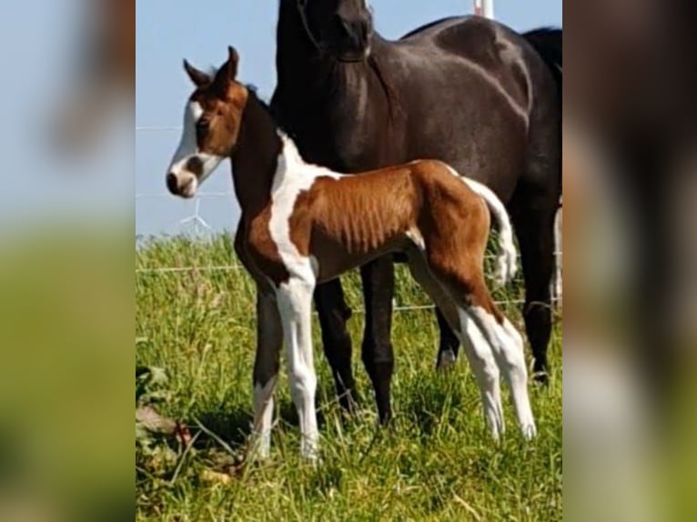 Pintos Mare 3 years 14.2 hh Pinto in Janneby