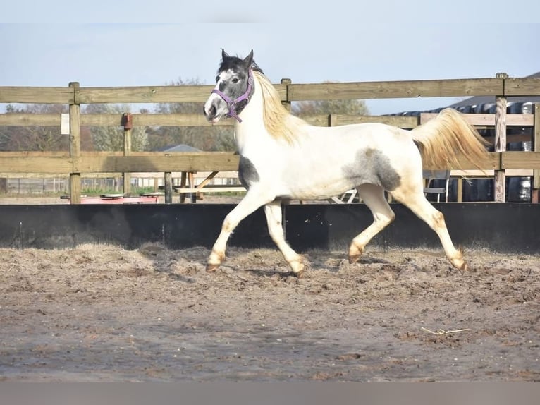 Pintos Mare 3 years 14 hh Tobiano-all-colors in Achtmaal