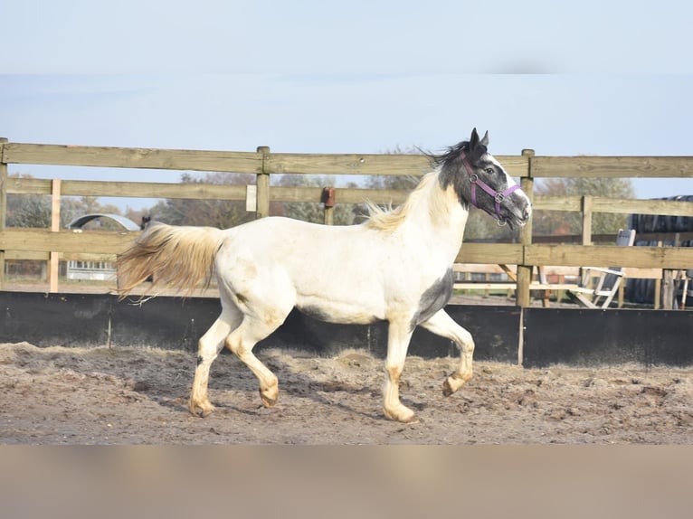 Pintos Mare 3 years 14 hh Tobiano-all-colors in Achtmaal