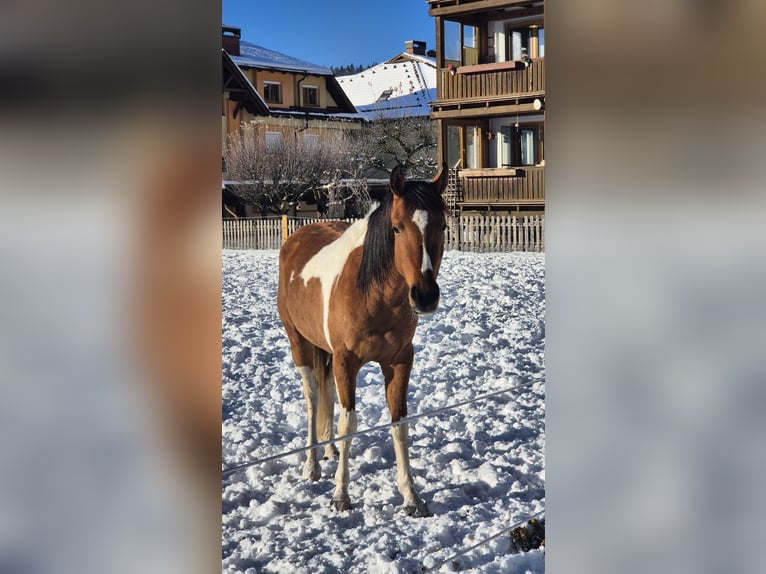 Pintos Mix Mare 3 years 14,1 hh Pinto in Hermagor-Pressegger See
