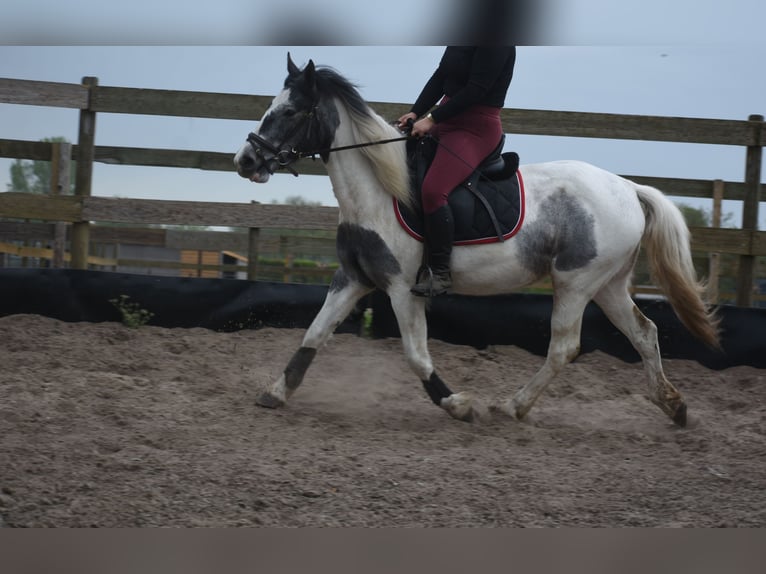 Pintos Mare 3 years 14,2 hh Pinto in Achtmaal