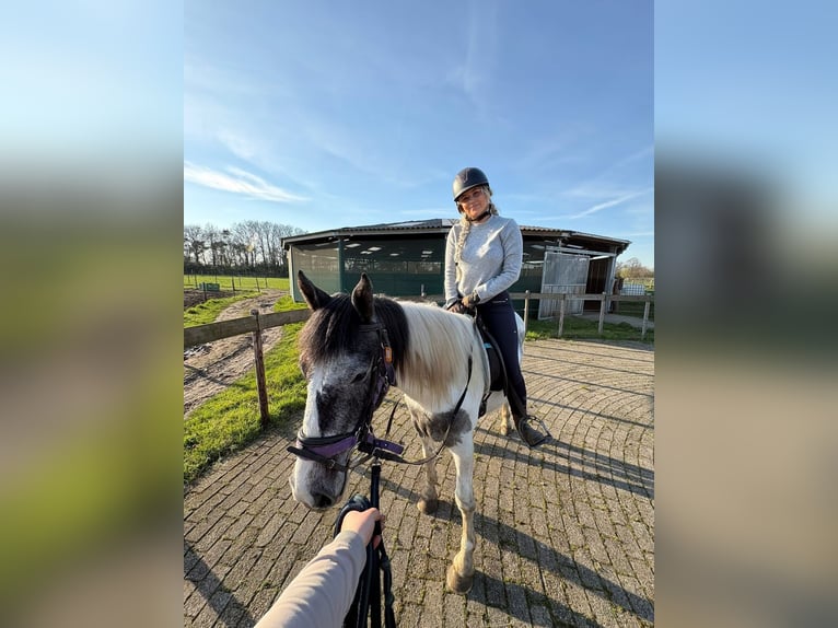 Pintos Mare 3 years 14,2 hh Pinto in Achtmaal