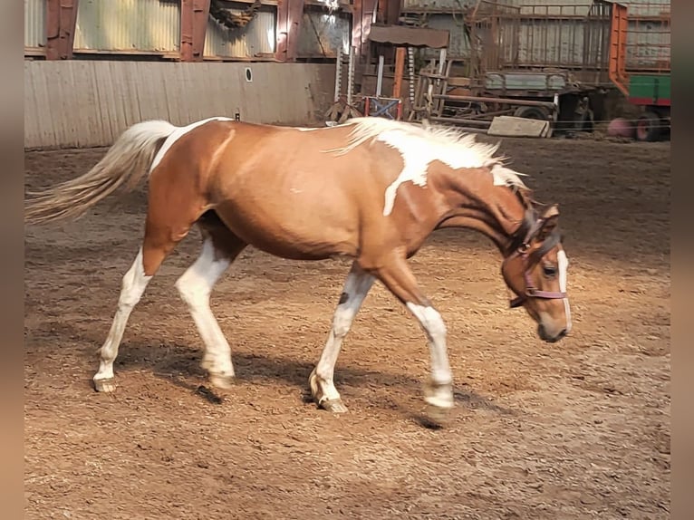Pintos Mare 3 years 14,2 hh Pinto in Janneby