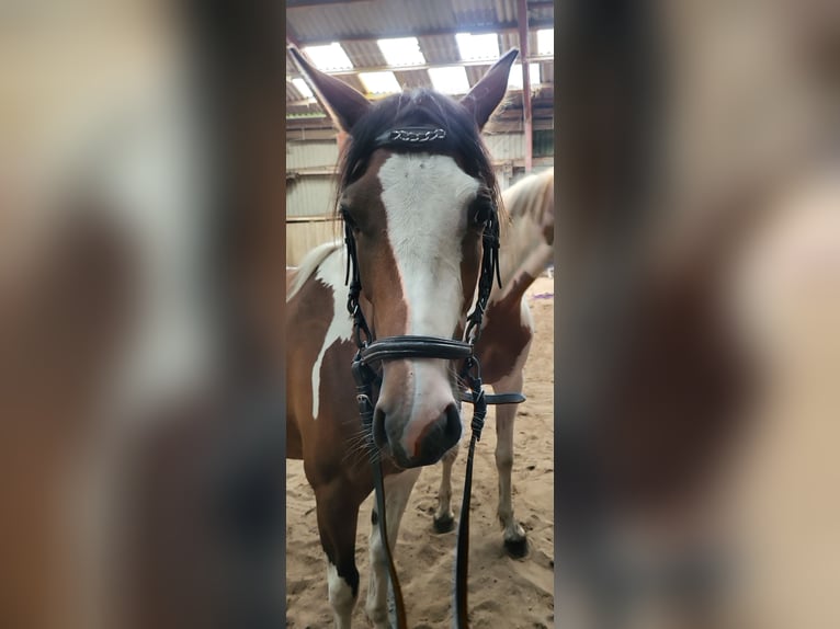 Pintos Mare 3 years 14,2 hh Pinto in Janneby