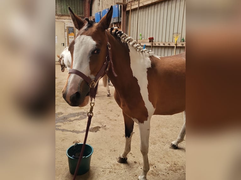 Pintos Mare 3 years 14,2 hh Pinto in Janneby