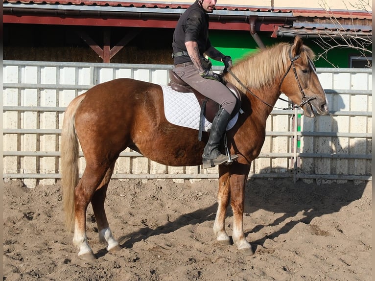 Pintos Mix Mare 3 years 14,2 hh Pinto in Buttstädt