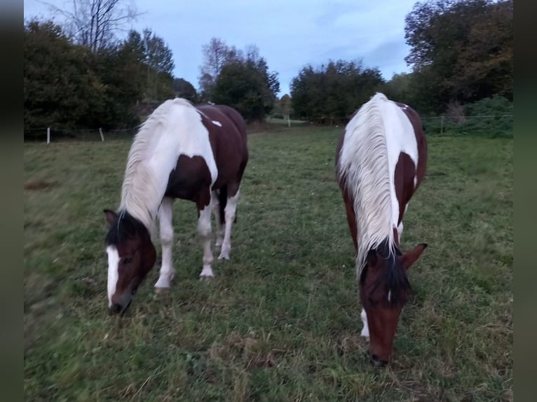 Pintos Mare 3 years 15,1 hh Overo-all-colors in Schöder