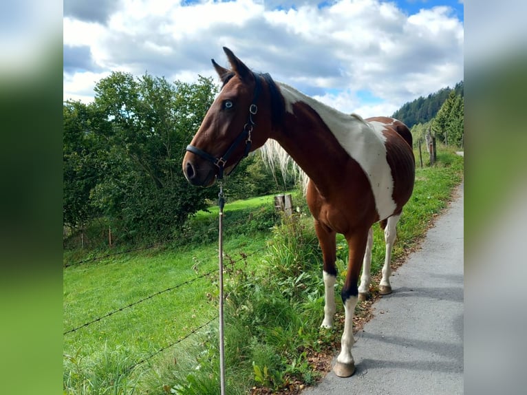 Pintos Mare 3 years 15,1 hh Overo-all-colors in Schöder