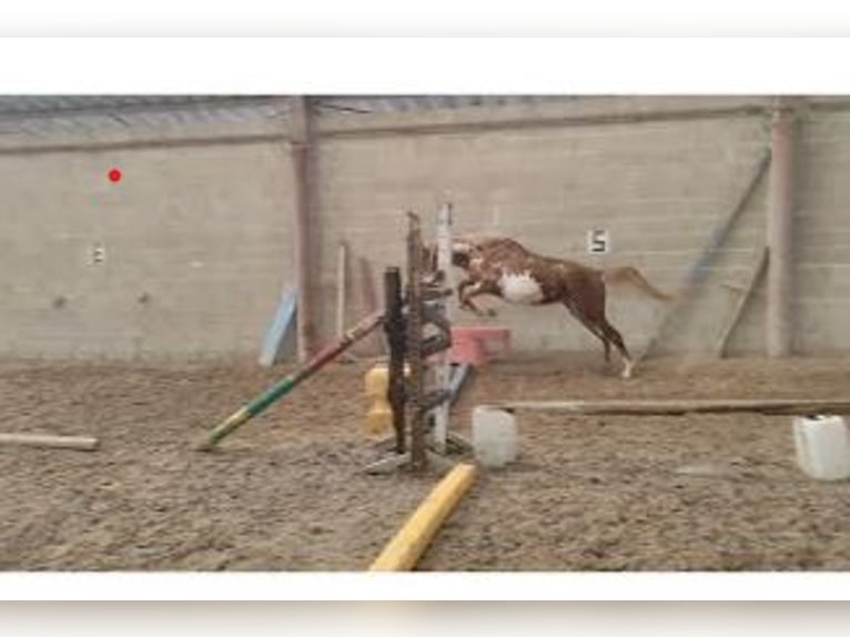 Pintos Mare 3 years 15.1 hh Pinto in Les Essarts-le-Vicomte