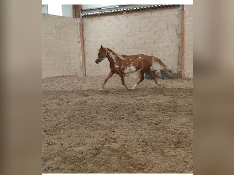 Pintos Mare 3 years 15.1 hh Pinto in Les Essarts-le-Vicomte