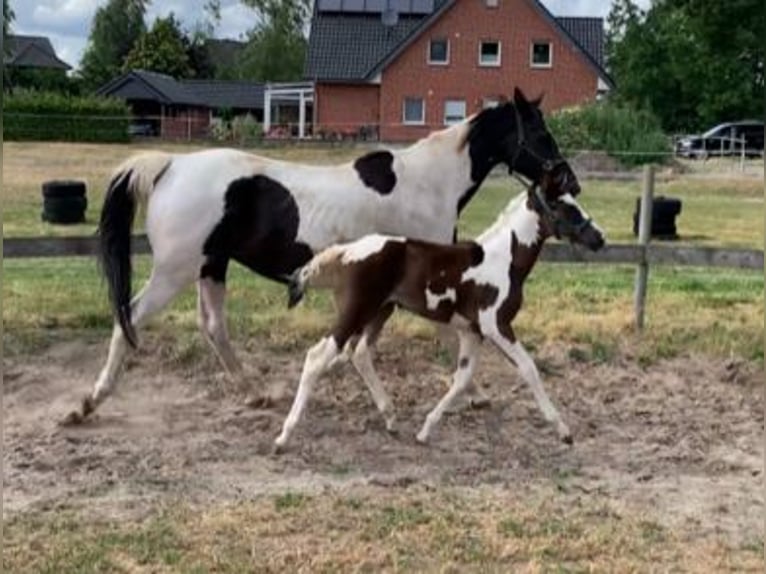 Pintos Mare 3 years 16.1 hh Pinto in Salzbergen