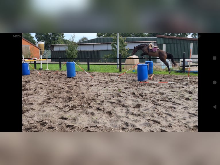 Pintos Mare 3 years 16 hh Bay-Dark in Leer (Ostfriesland) Pintos Mare 3 years 16 hh Bay-Dark in Leer (Ostfriesland)