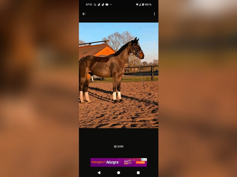 Pintos Mare 3 years 16 hh Bay-Dark in Leer (Ostfriesland) Pintos Mare 3 years 16 hh Bay-Dark in Leer (Ostfriesland)