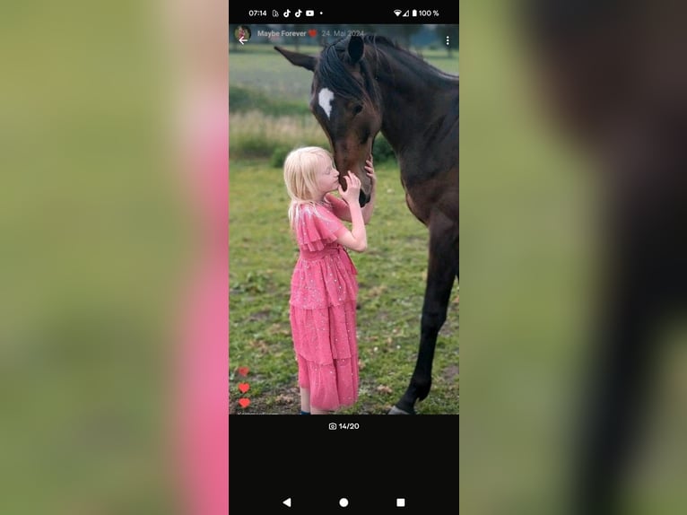Pintos Mare 3 years 16 hh Bay-Dark in Leer (Ostfriesland) Pintos Mare 3 years 16 hh Bay-Dark in Leer (Ostfriesland)