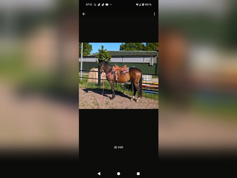 Pintos Mare 3 years 16 hh Bay-Dark in Leer (Ostfriesland) Pintos Mare 3 years 16 hh Bay-Dark in Leer (Ostfriesland)