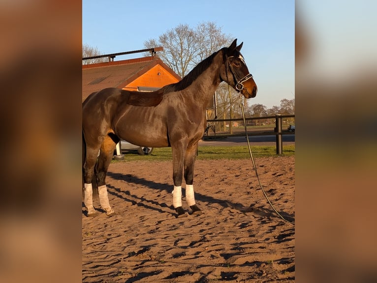 Pintos Mare 3 years 16,2 hh Bay-Dark in Barßel