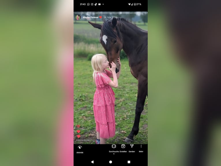Pintos Mare 3 years 16,2 hh Bay-Dark in Barßel