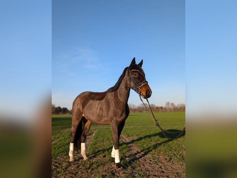 Pintos Mare 3 years 16,2 hh Bay-Dark in Barßel