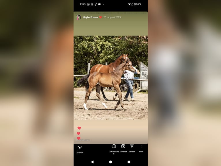 Pintos Mare 3 years 16,2 hh Bay-Dark in Barßel