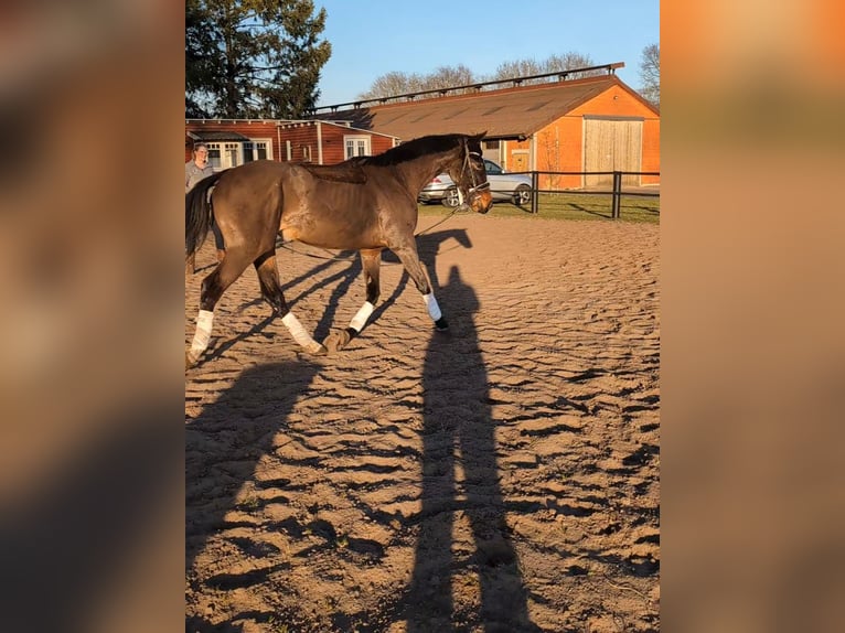 Pintos Mare 3 years 16,2 hh Bay-Dark in Barßel