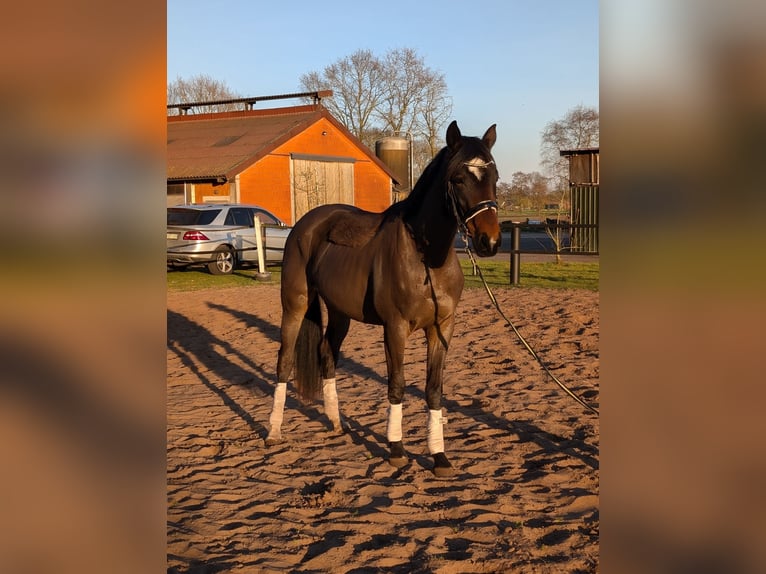 Pintos Mare 3 years 16,2 hh Bay-Dark in Barßel
