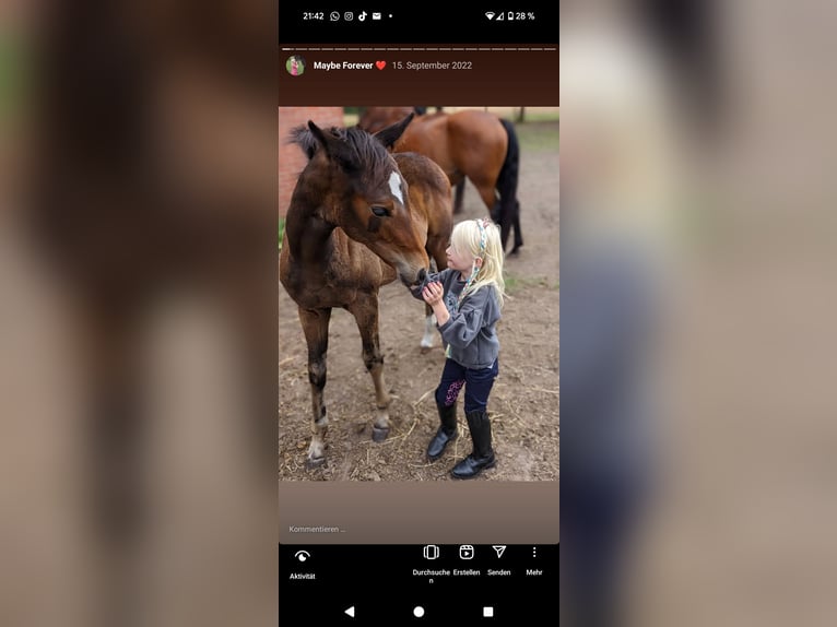 Pintos Mare 3 years 16,2 hh Bay-Dark in Barßel
