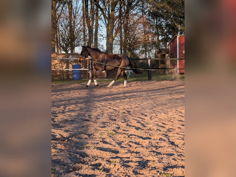Pintos Mare 3 years 16,2 hh Bay-Dark in Barßel