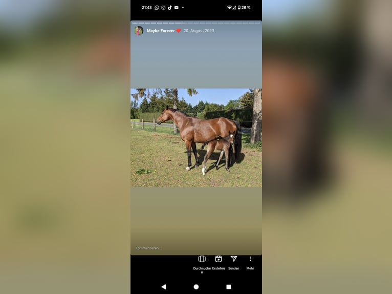 Pintos Mare 3 years 16,2 hh Bay-Dark in Barßel
