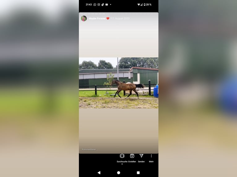 Pintos Mare 3 years 16,2 hh Bay-Dark in Barßel