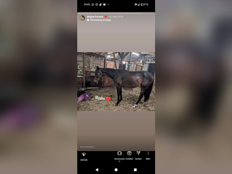 Pintos Mare 3 years 16,2 hh Bay-Dark in Barßel
