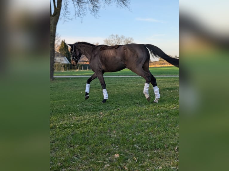 Pintos Mare 3 years 16,2 hh Bay-Dark in Barßel