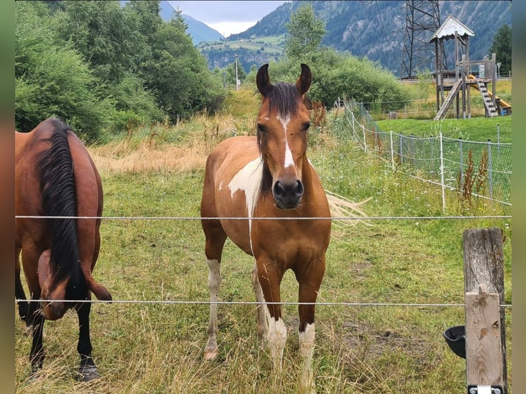 Pintos Mix Mare 3 years Brown in Kartitsch