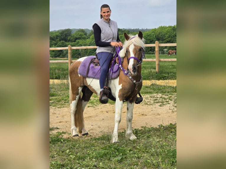 Pintos Mare 4 years 13,1 hh Pinto in Linkenbach