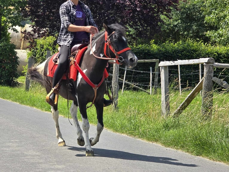 Pintos Mare 4 years 13,1 hh Pinto in Linkenbach