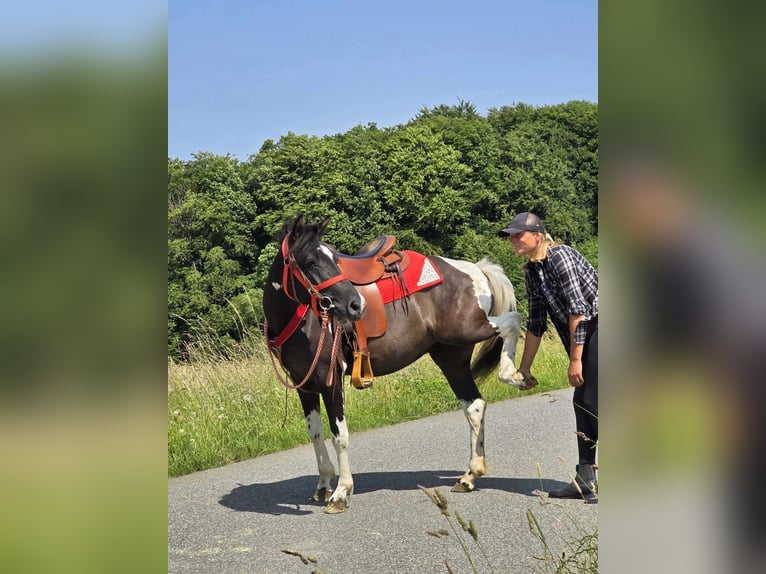 Pintos Mare 4 years 13,1 hh Pinto in Linkenbach