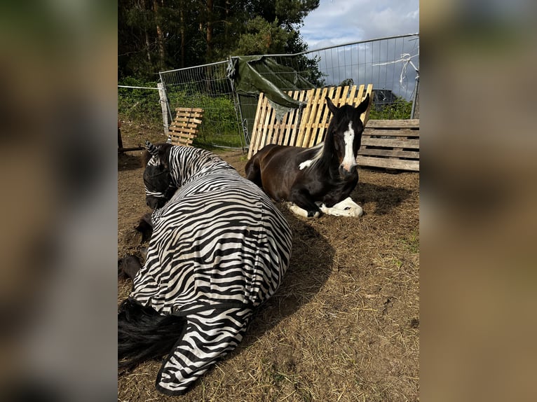Pintos Mare 4 years 14.1 hh Pinto in Parchim