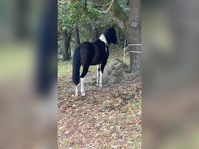 Pintos Mare 4 years 14.1 hh Pinto in Parchim