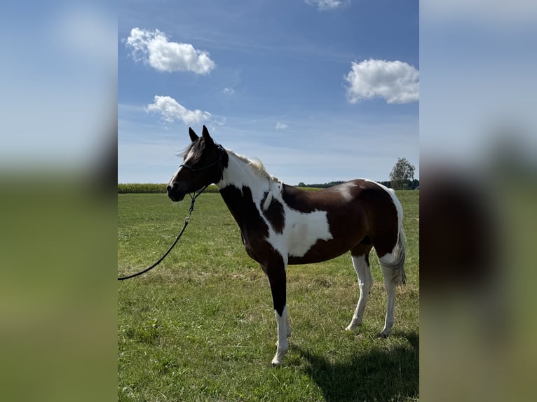 Pintos Mare 4 years 14.2 hh Pinto in Rot an der Rot