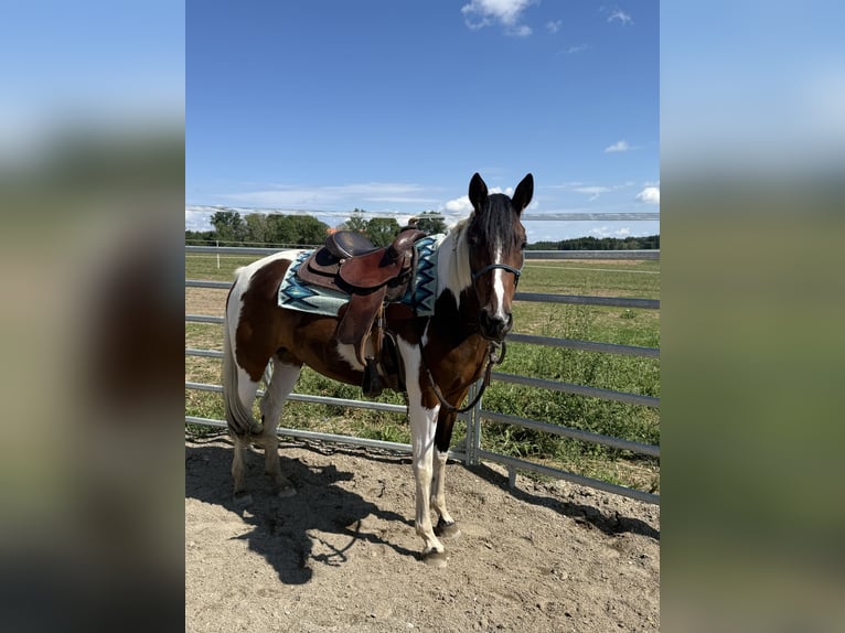 Pintos Mare 4 years 14.2 hh Pinto in Rot an der Rot