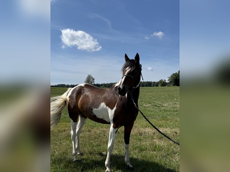 Pintos Mare 4 years 14.2 hh Pinto in Rot an der Rot