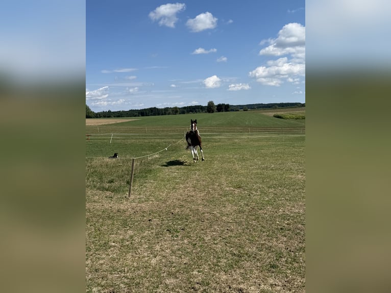 Pintos Mare 4 years 14.2 hh Pinto in Rot an der Rot
