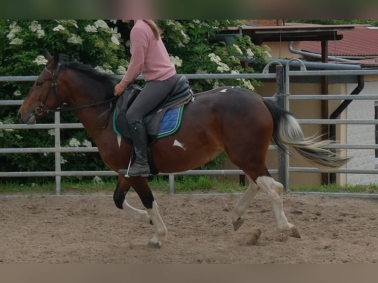 Pintos Mare 4 years 14.3 hh Pinto in Rudersdorf