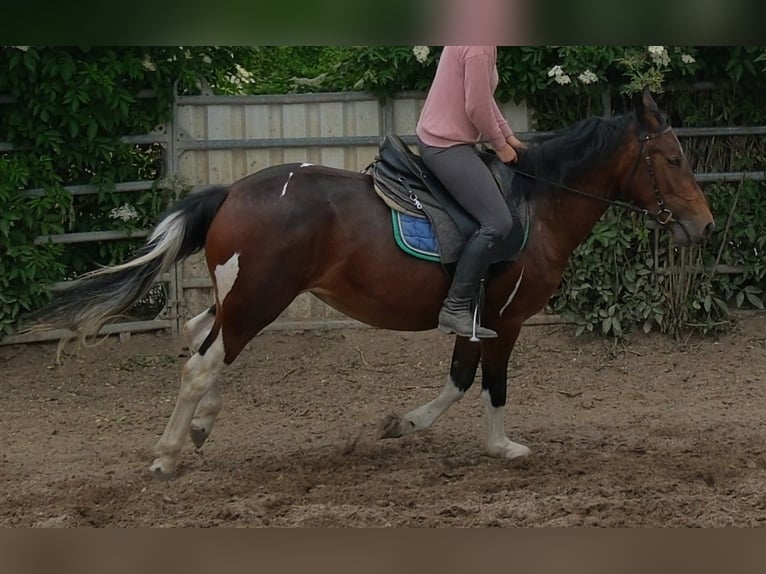 Pintos Mare 4 years 14.3 hh Pinto in Rudersdorf